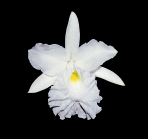 Sobralia macranta alba 